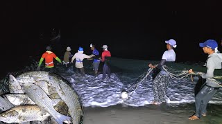 Pulling the Trawl Net at Night Catches Lots of Large Mullet Fish