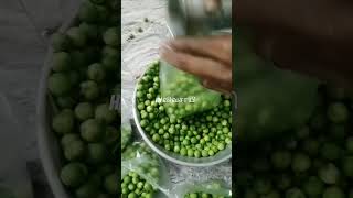 ஆடு மாடு மேய்த்து கிட்டு #கூலி #விவசாயி #விவசாயம் #agriculture #youtubeshorts #agriculturalsystem