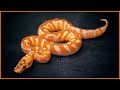 Secret Ball Python Combos Unveiled! | March Tinley Reveal