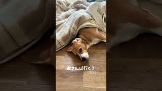 人間みたいな犬　#shorts