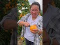 园丁正在采摘脆柿子。柿子园非常漂亮。脆甜的柿子 收获柿子 黄柿子 persimmon 农民生活 丰收季节 果园 种植者 花园 2024 fruit shorts