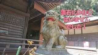 コロナで祭り中止になったから川尻八幡宮行って来た#川尻八幡宮例大祭中止