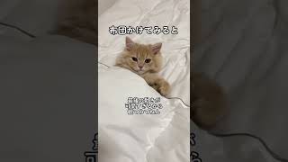 【TikTokで580万回再生】#shorts #tiktok #子猫 #猫 #猫のいる暮らし #猫動画 #cat #kitten