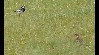 忙しいスズメとハクセキレイ@洲原池 / busy sparrow and White Wagtail at Suhara Park