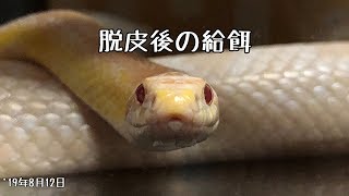 コーンスネーク・飼育1年6ヶ月3日・98回目の給餌［corn snake feeding］