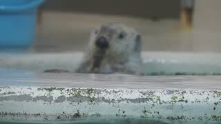 鳥羽水族館 ラッコ メイちゃん「もうないの？じゃ､この貝柱取っていただける？」