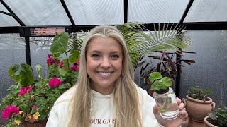 Easy Geranium Propagation 🌱 Greenhouse Gardening on a Rainy Day!