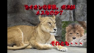 實吉先生の動物のお話、今日はライオンについて。