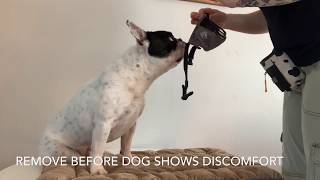 Soft Muzzle Training