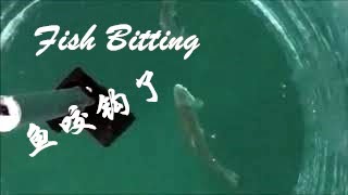 Fish is bitting. Why fish cannot be caught if rod was jerked so early. The video gave the answer.