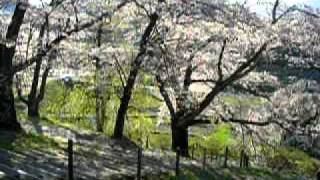 三春滝桜　2011年4月29日 午前7時 #3