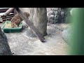 【天王寺動物園】トロ船とロン