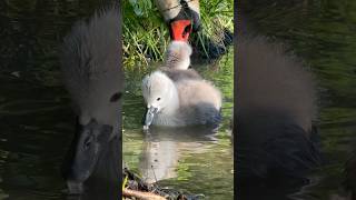 Папа лебедь, что-то говорит своим деткам. #лебедь #nature #swans #милоевидео #swan #birds #малыши