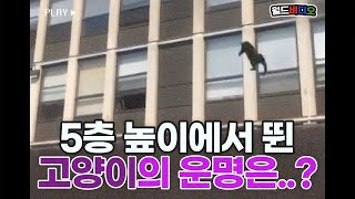 [월드비디오] 5층 높이에서 뛰어내린 고양이의 운명은?😺