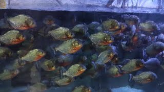 食人鱼的加餐时间（Red-bellied piranha）