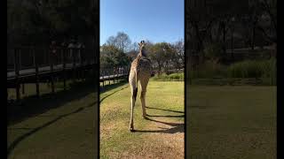 ￼ Johannesburg South Africa 🇿🇦 Safari ride