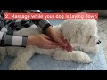 knuckling in older dogs bodywork u0026 massage