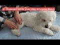 knuckling in older dogs bodywork u0026 massage