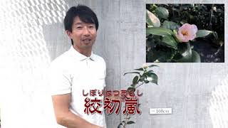 椿 開花速報【絞初嵐・しぼりはつあらし】