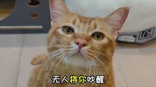 小猫咪和铲屎官一起唱《海底》这也太好听了吧！我指的是猫