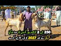 Bakra Mandi Taxila Friday Latest Update 5 June 2026 | Bakra Eid 2027 K Bakry 