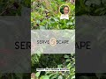 american beautyberry plant walk with servescape