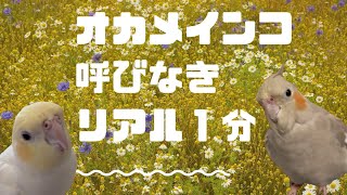 オカメインコ呼び鳴き【リアル１分】