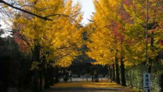 おぢばの風景「紅葉」(2009/11/26奈良・天理市)