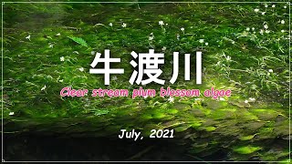 牛渡川 011 Video　「 清流に、梅花藻が咲いています。」　Clear stream plum blossom algae　丸池様　遊佐町　山形県　観光地