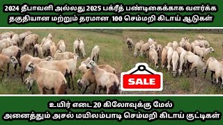 உயிர் எடை 20 கிலோவுக்கு மேலே உள்ள அசல் மயிலம்பாடி செம்மறி கிடாய் குட்டிகள் விற்பனைக்கு.