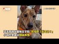 保母汪陪玩看病遊戲　遭診斷「沒救」瞪大眼愣住😂｜寵物動物｜米克斯｜狗狗