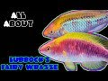 All About The Lubbock's Fairy Wrasse