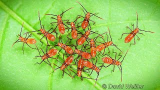 Meet The Leaf-Footed Bug Nymphs