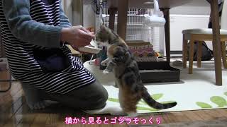 ヨーグルトを立ち食いする子猫のミミ