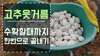 고추 수확까지 고추웃거름 고형비료 한번으로 끝내자