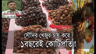 সৌদির খেজুর চাষ করে ১বছরেই কোটিপতি! | Saudi Dates Cultivation | Somoy TV