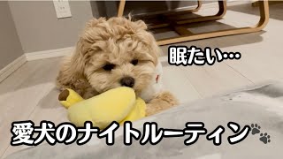 【愛犬のナイトルーティンを撮ってみた‼️】#ペキプー #ペキニーズ #トイプー #トイプードル #子犬 #パピー #ミックス犬 #dog #犬動画