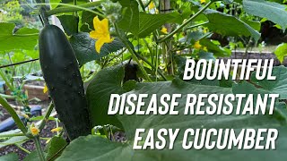 Easy to Grow cucumber in humid zones : Marketmore 76