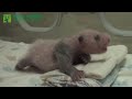 大貓熊寶寶圓仔打呵欠 giant panda cub yawning