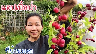 เก็บแอปเปิ้ลจิ๋ว แอปเปิ้ลแคระที่บ้านนอก Picking Crab Apple EP.129 | แขมรอินเตอร์