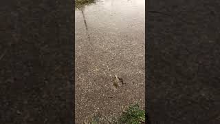 Zatopená ulice v Praze (Kotlářka)  //  Flooded street in Prague (Kotlářka)