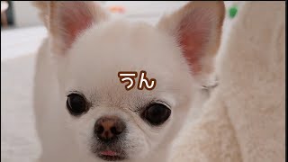 兄犬のウソを見抜いてすぐチクっちゃう妹犬。笑