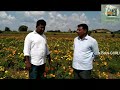 marigold బంతి పూల తోట మామిడాల పల్లి difficult cultivation kisan guru tv