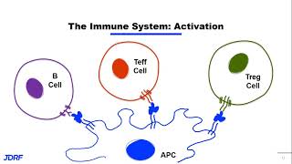 JDRF Research Update: Part 2 of Disease Modifying Therapies for Type 1 Diabetes (T1D)
