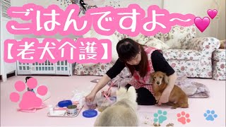 【老犬介護No.76】その日の体調で食べるもの食べられるもの食べるタイミングが違う老犬。老犬介護はゆったりこんでやりましょねー🐶🐶🐶