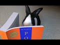 Rabbit learns the Laws of Power