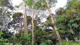 Albizia Tree Tall Tree In Singapore \