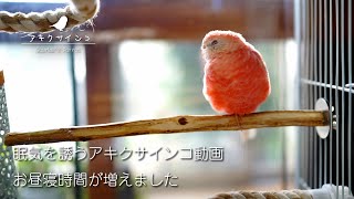 眠気を誘う癒しのアキクサインコ[Bourke's Parrot]