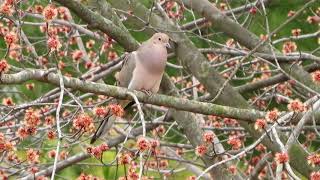 Mourning Dove Cooing in a Maple Tree