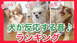 【ランキング】🐶可愛くて面白い反応を見て！！犬が反応する音♪犬が首を傾げる音♪玩具の音♪犬の鳴き声♪　音量注意